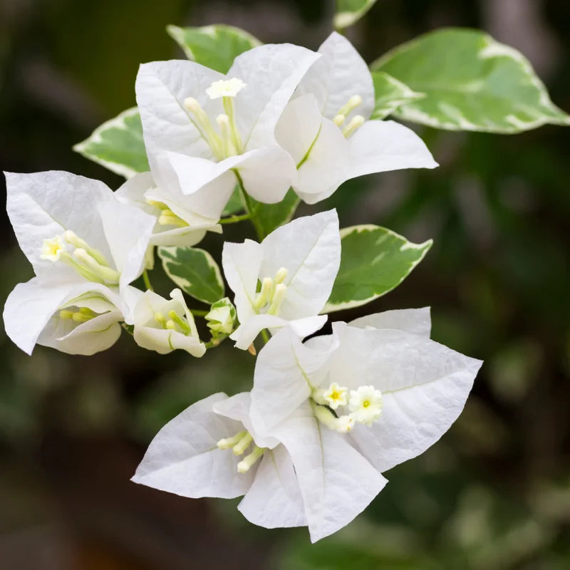 White Bougainvillea Live Plant - 4-6 Inch Variegated Flower Vines for Outdoor Planting