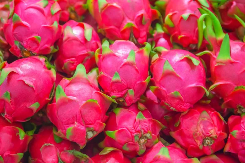 White Dragon Fruit Plant Live - 3 Gallon Pot, Sweet Pitaya