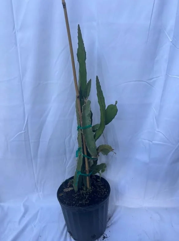 White Dragon Fruit Plant Live - 3 Gallon Pot, Sweet Pitaya