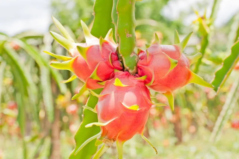 White Dragon Fruit Plant Live - 4-6 Inch Pitaya Plant Indoor