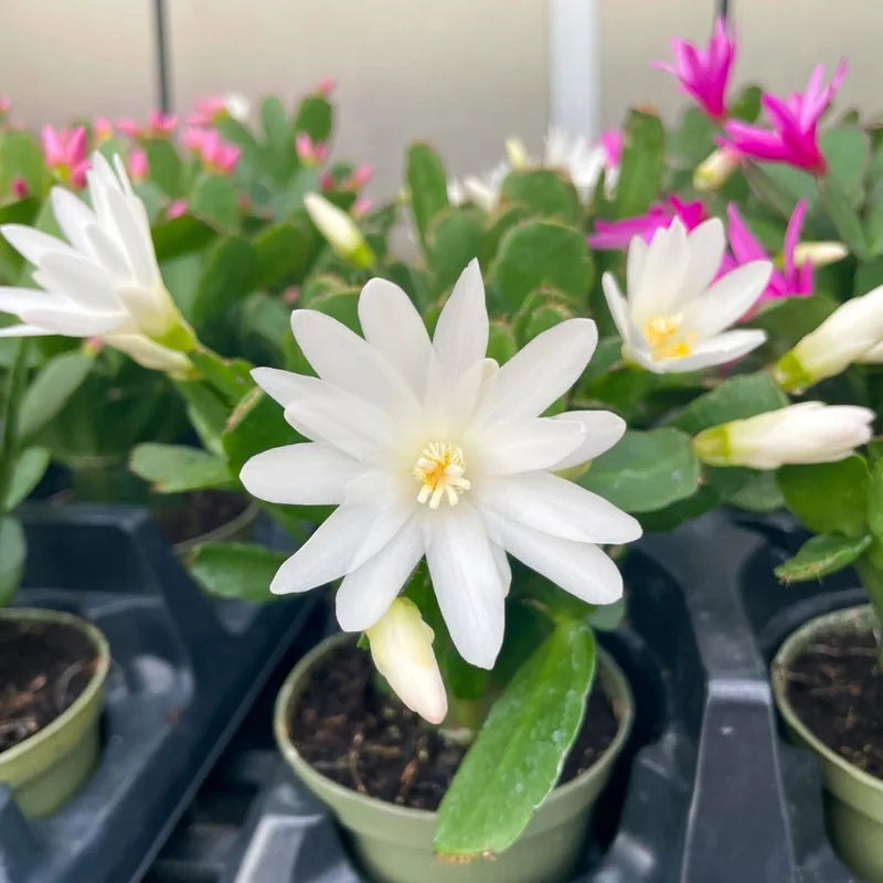 White Easter Cactus Plant - Spring Cactus Live Plant 4-7 Inch