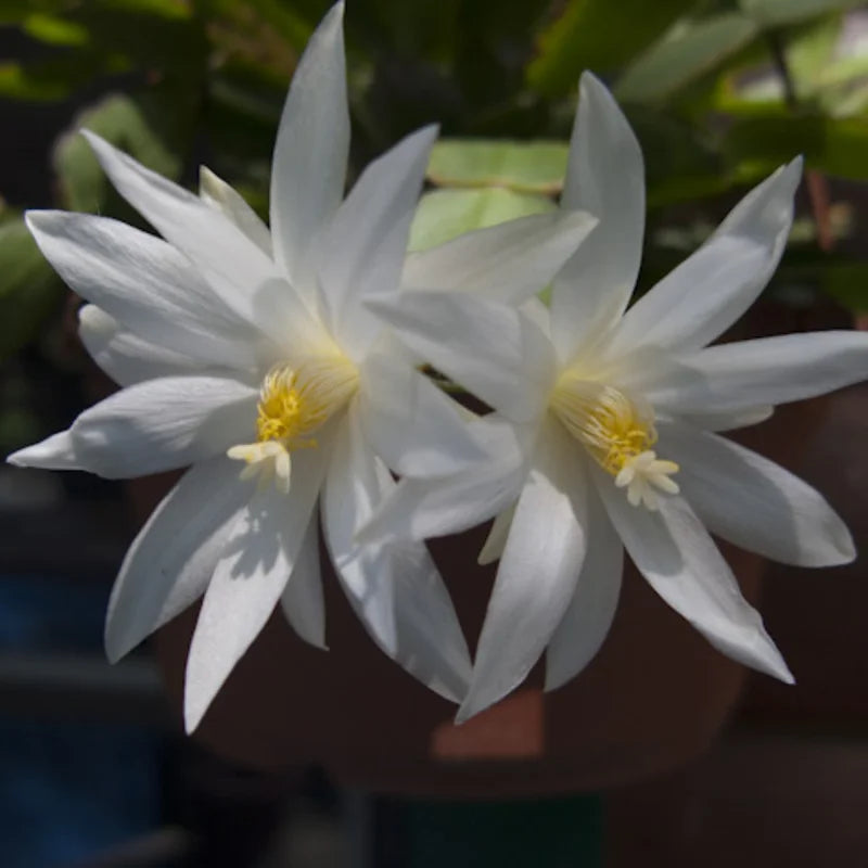 White Easter Cactus Plant - Spring Cactus Live Plant 4-7 Inch