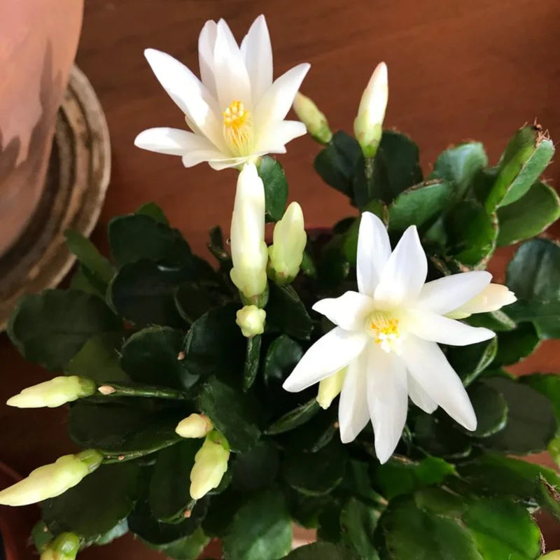 White Easter Cactus Plant - Spring Cactus Live Plant 4-7 Inch