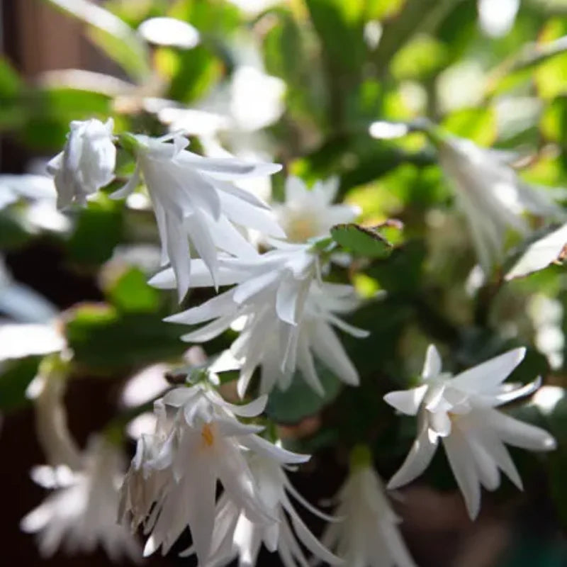 White Easter Cactus Plant - Spring Cactus Live Plant 4-7 Inch