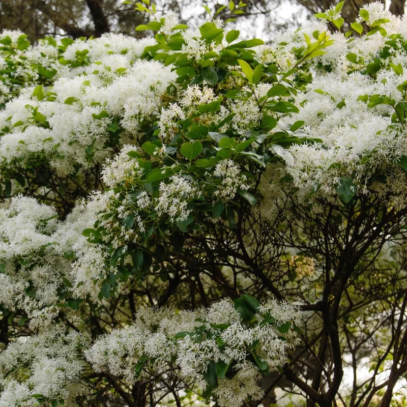White Fringe Tree - Quart Pot - 8 to 10 Inch - Flowering Tree