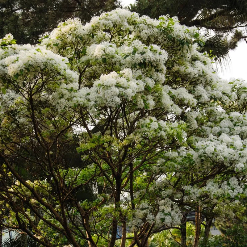 White Fringe Tree - Quart Pot - 8 to 10 Inch - Flowering Tree