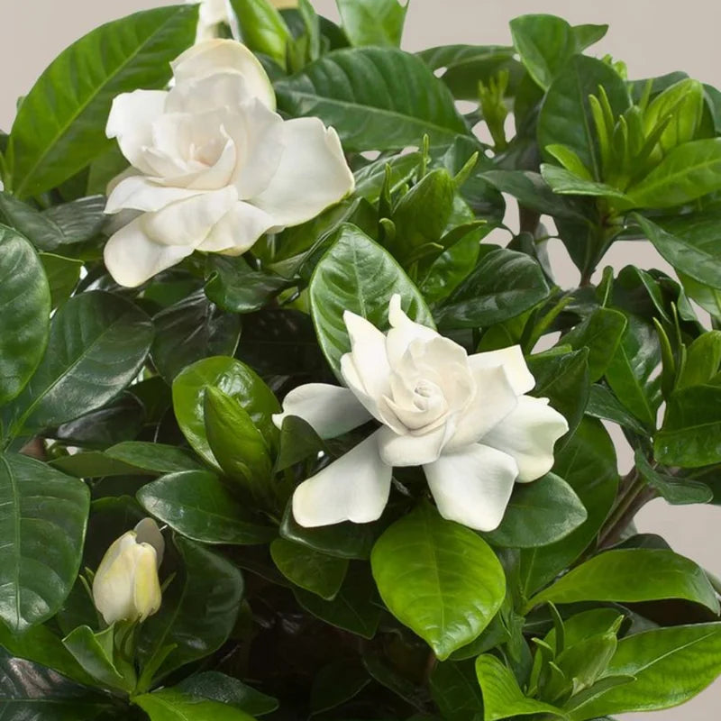 White Gardenia Live Plants - 3 Pack - 4-6 Inch Gardenia Shrubs - Fragrant White Flowers