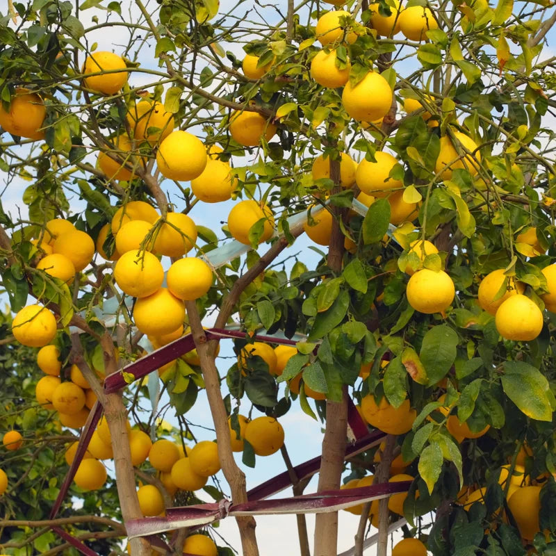 White Grapefruit Tree Grafted Pomelo Plant Live 2-3 Ft Outdoor