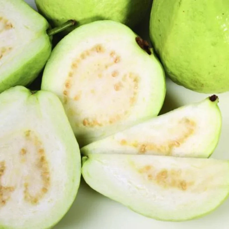 White Guava Trees Live Plants 2-3 Feet Tall 1 Gallon Pot