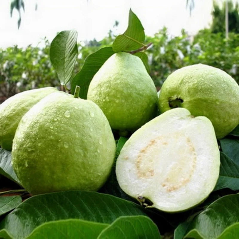 White Guava Trees Live Plants 2-3 Feet Tall 1 Gallon Pot