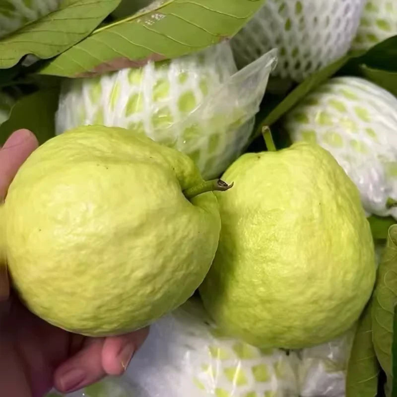 Guava Tree Plant Live Plant 2 to 3 Ft in Height 1 Gallon Pot White