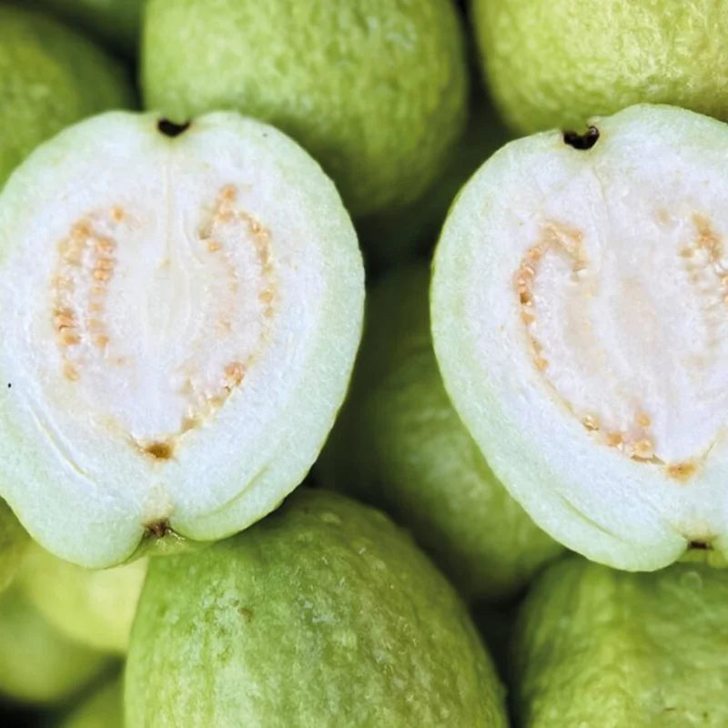 White Guava Trees Live Plants 2-3 Feet Tall 1 Gallon Pot