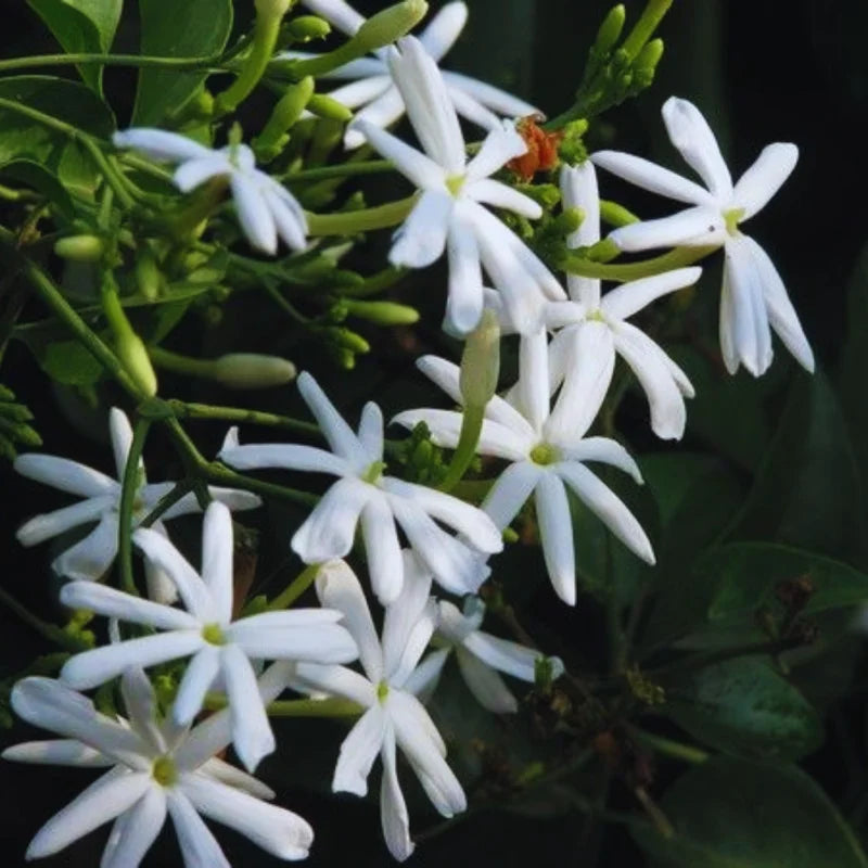White Jasmine Plants Live Set - 3 Starter Plants for Indoor/Outdoor Gardens