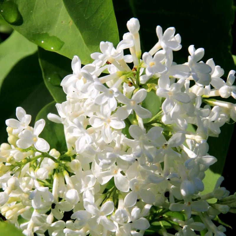 White Lilac Plant, 2.5 Inch Pot - Fragrant Syringa