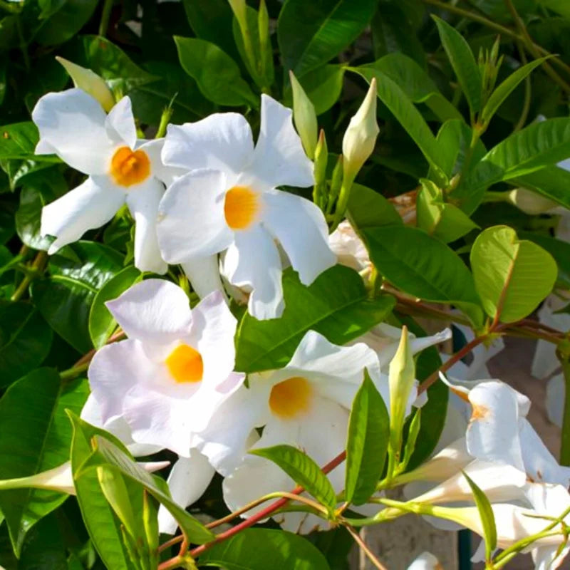 White Mandevilla Vine Plants - Set of 3 Live Starter Plants, 5-7 Inches Tall