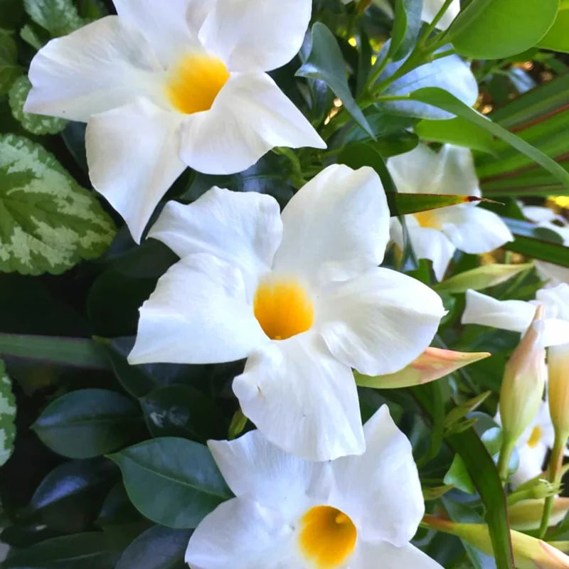 White Mandevilla Vine Plants - Set of 3 Live Starter Plants, 5-7 Inches Tall