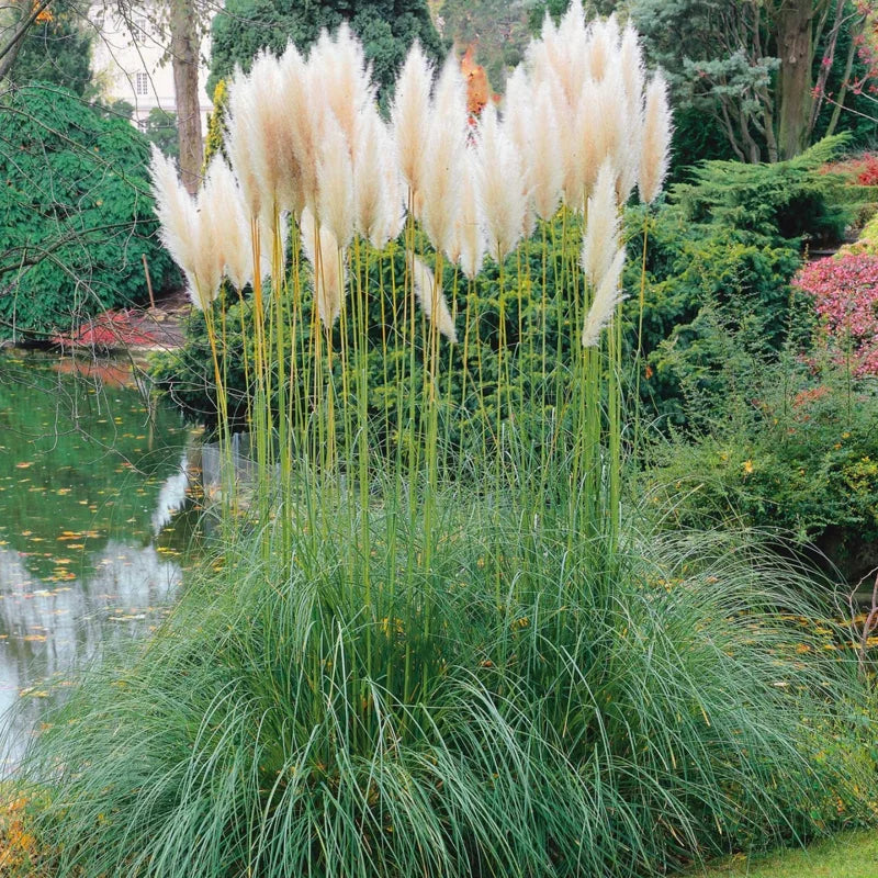 2 Pampas Grass Plants Live, Ornamental Perennial Grass 5-9 Inch Height