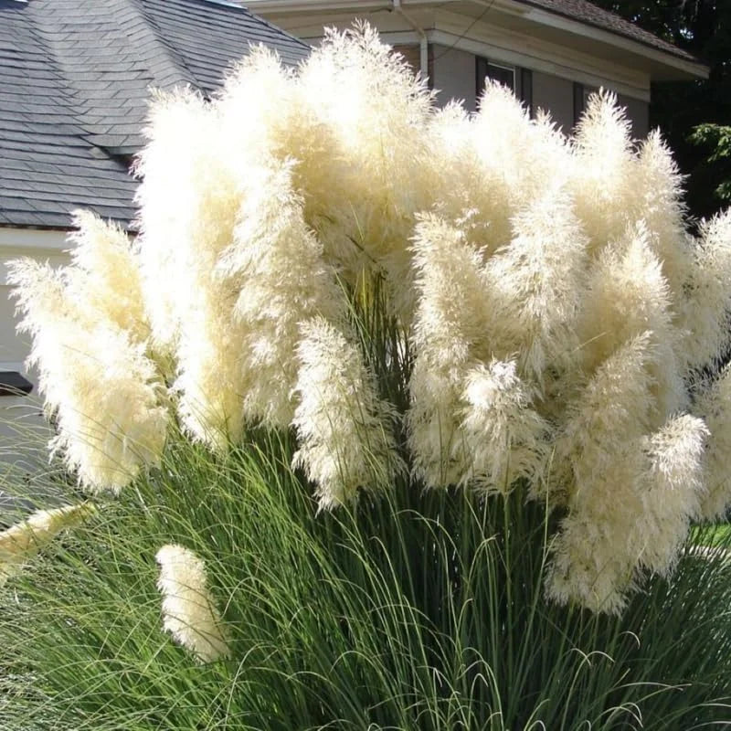 White Pampas Grass Plants Live - Set of 2 Perennial Ornamental Grasses