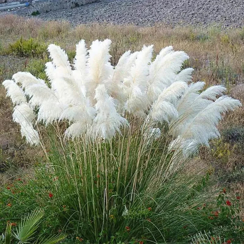 White Pampas Grass Plant Live - 5-8 Inch Fully Rooted Ornamental Grass Perennial