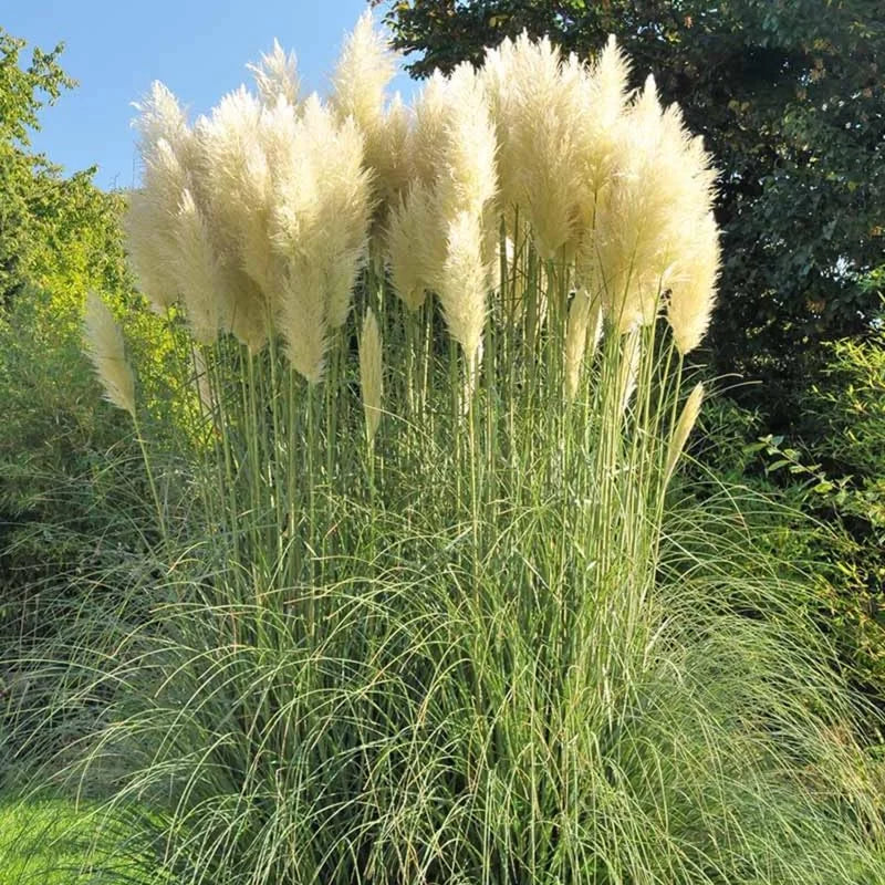 White Pampas Grass Plants Live - 2 Pack Pruned Ornamental Grasses Perennial