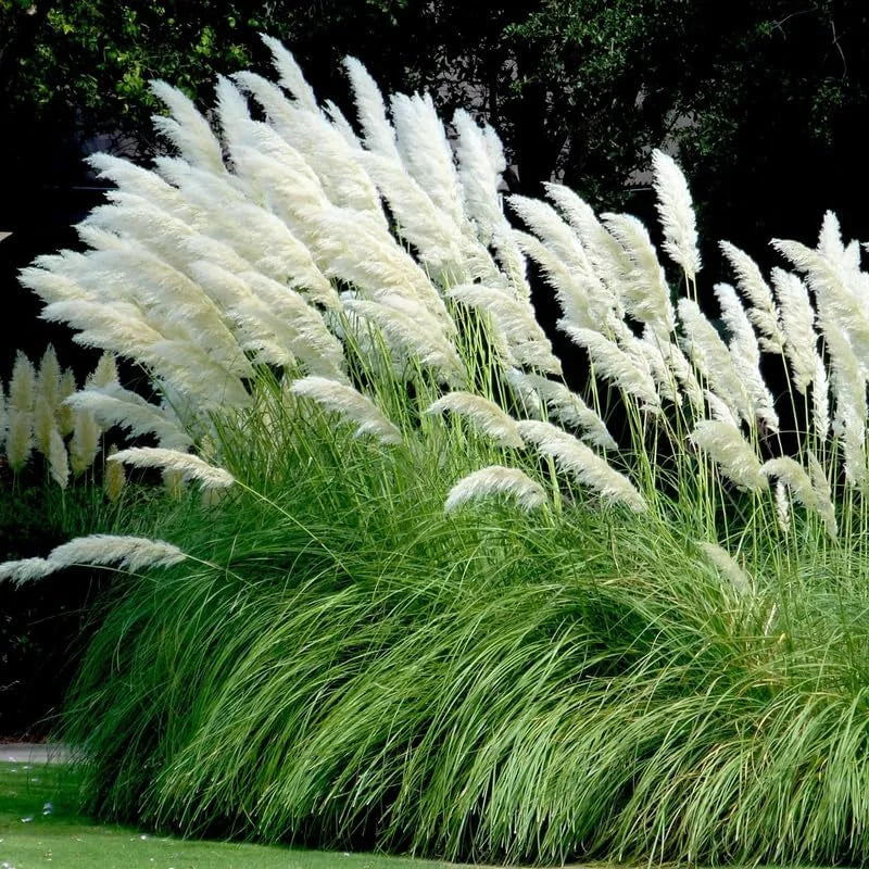 White Pampas Grass Plants Live - Set of 2 Perennial Ornamental Grasses