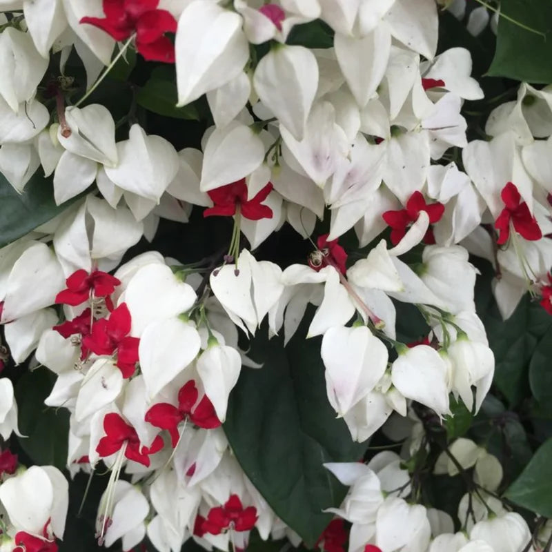 White Red Bleeding Heart Vine Clerodendrum Rooted Plant 4-6 Inch