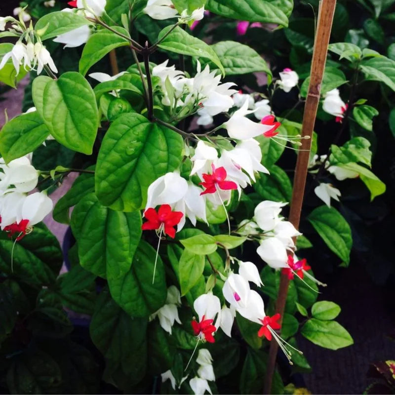 White Red Bleeding Heart Vine Clerodendrum Rooted Plant 4-6 Inch