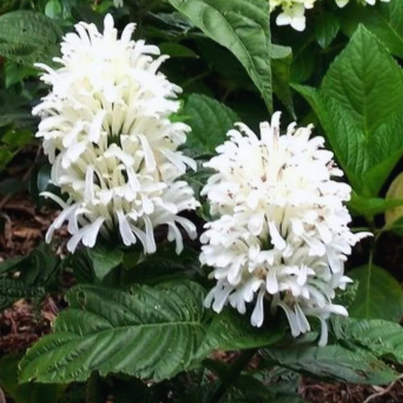 Shrimp Plant Live White Shrimp Flower Plant 4-8 Inch Easy to Plant