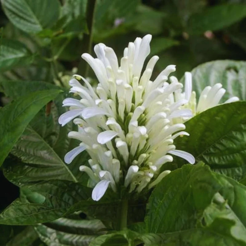 White Shrimp Plant Live - 3-8 Inch Potted Shrimp Flower Plant for Garden
