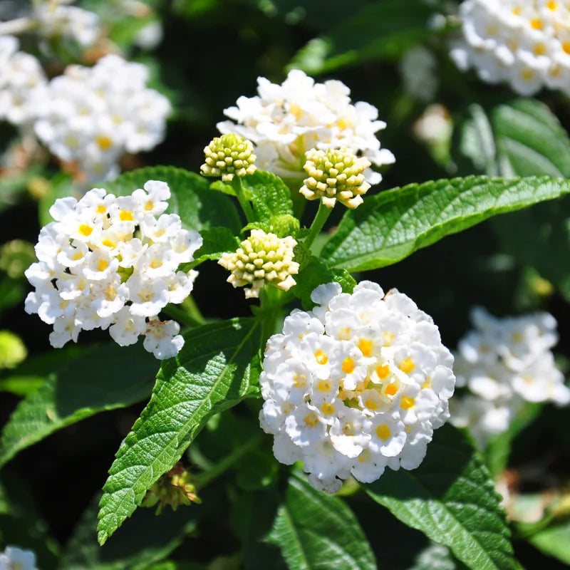 White Trailing Lantana Live Plant 3-Pack 4-6 Inch Flowering Ground Cover