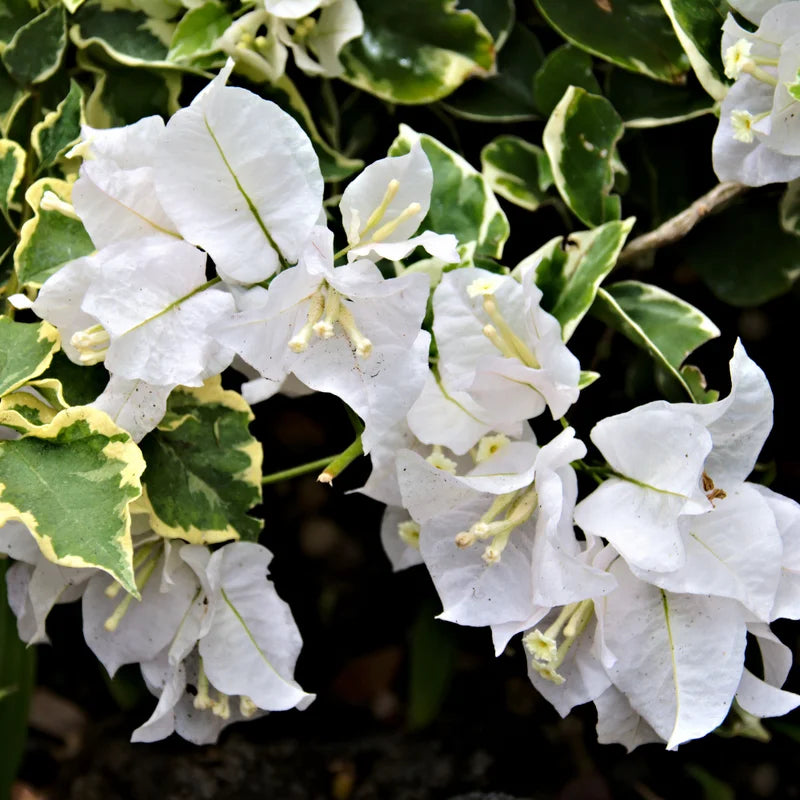 White Variegated Bougainvillea Plant - Flowering Plant - 4-7 Inches - Balcony Garden