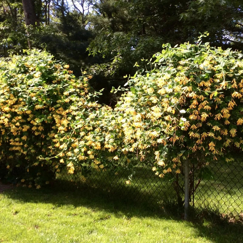 White Yellow Honeysuckle Plant - Starter Vine, Fragrant, 3-5 Inch