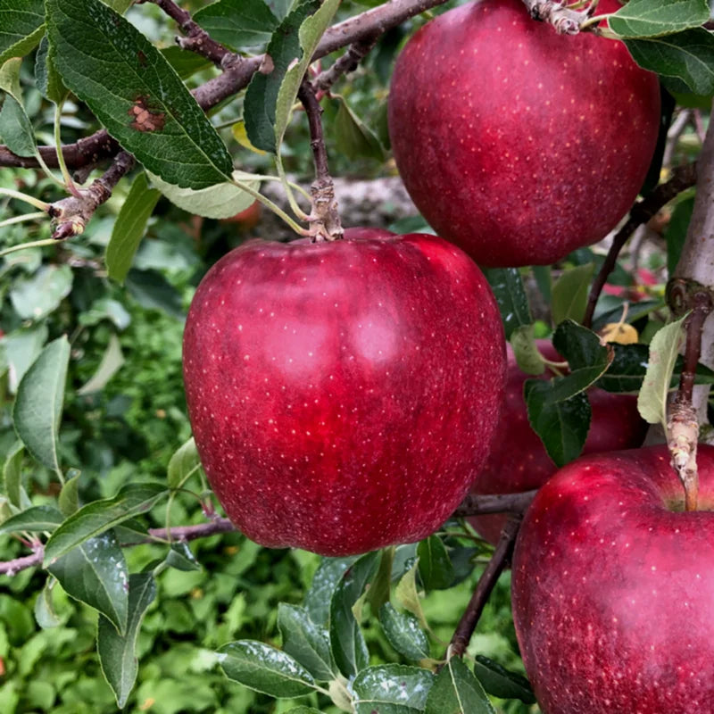 Winesap Apple Trees Live Plants - 24 to 30 Inches, Red Fruits