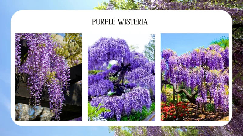 Wisteria Live Plant Vines - Purple Blue Fragrant Flowers - 6-12 Inch Tall Seedling - Outdoor Growing