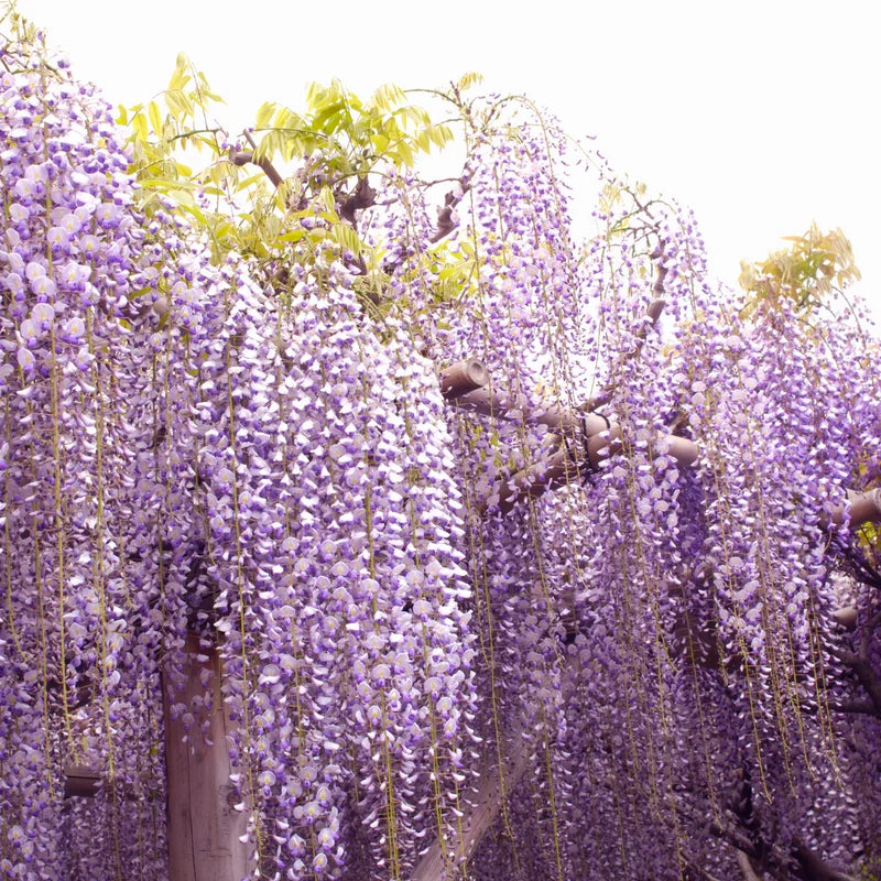 Wisteria Plants Live Trees Vines 6-12" Home Decor Outdoor Planting Hardy