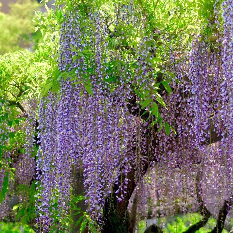 Wisteria Plants Live Trees Vines 6-12" Home Decor Outdoor Planting Hardy