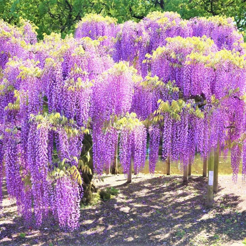 Wisteria Tree Live Plant - 2.5 Inch Pot Potted Flowering Tree