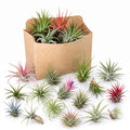 Set 15 Mixed Air Plants Live, Tillandsia Assortment for Indoor Display, Terrarium Kits, Office and Home Decor, 2-3 Inches