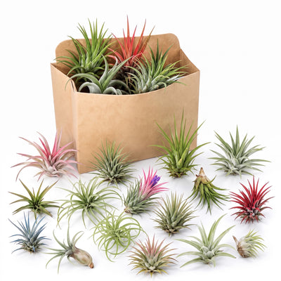 Set 15 Mixed Air Plants Live, Tillandsia Assortment for Indoor Display, Terrarium Kits, Office and Home Decor, 2-3 Inches