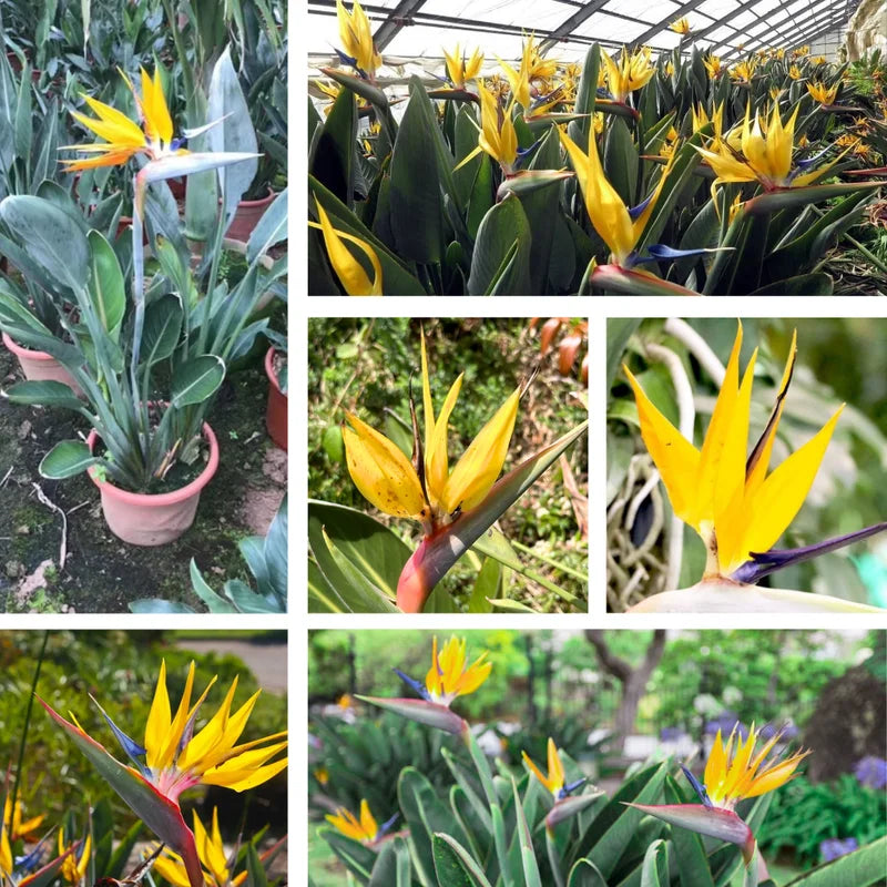 Yellow Bird of Paradise Plant Live - Tropical Outdoor Plant - 8-12 Inches