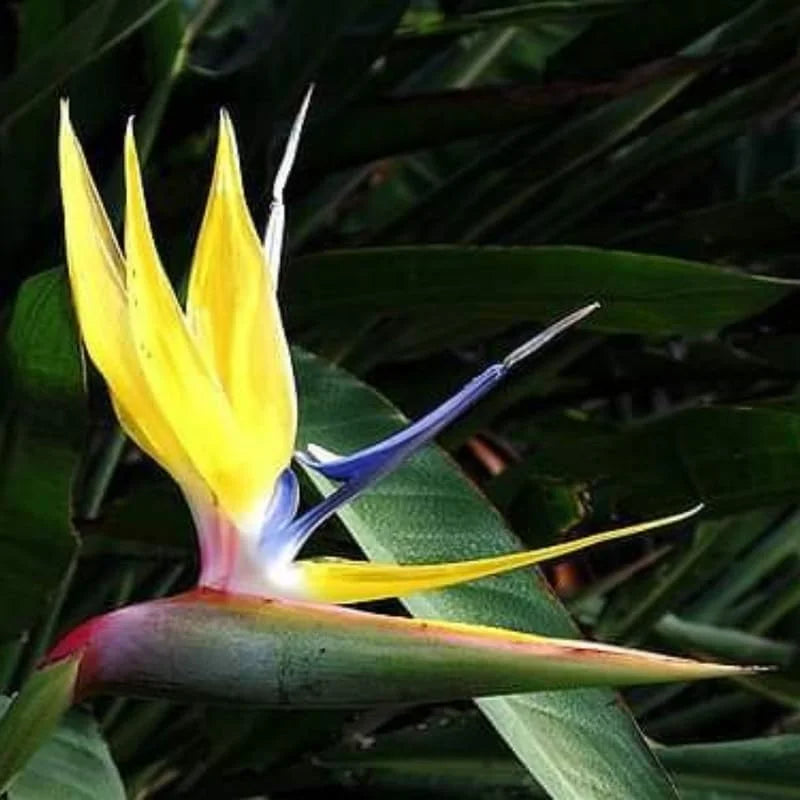 Yellow Bird of Paradise Live Plant - 5-10 Inch Tropical Outdoor Plant Strelitzia Reginae