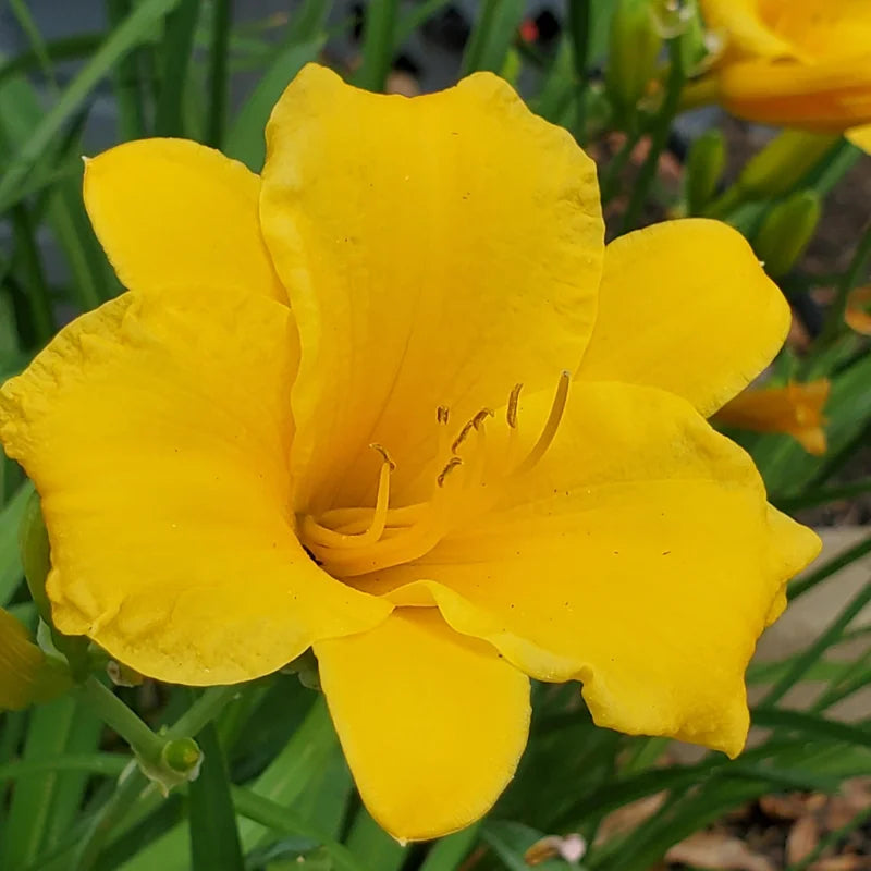 Yellow Daylily Flower Plants - 5 Cold Hardy Perennial Bare Root Bulbs