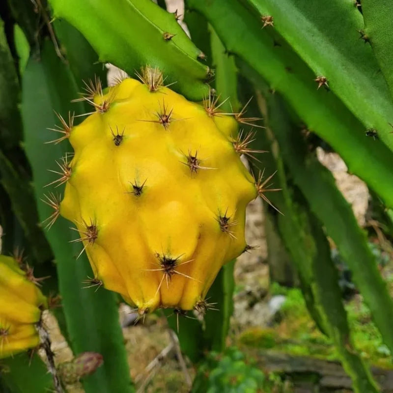 Yellow Dragon Fruit Plant Starter Tree - 3-6 Inch Tall - Outdoor Growing