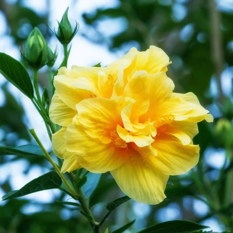 Yellow Hibiscus Plant - Live Tropical Flower - 3 to 5 Inch Tall