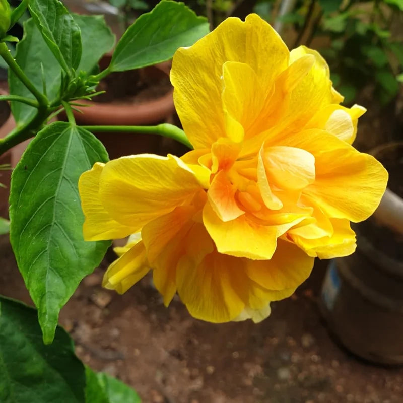 Yellow Hibiscus Plant - Live Tropical Flower - 3 to 5 Inch Tall