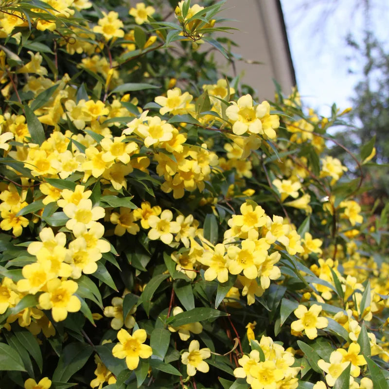 Yellow Jasmine Plant Live Vine Starter 4-8'' Tall Flowering