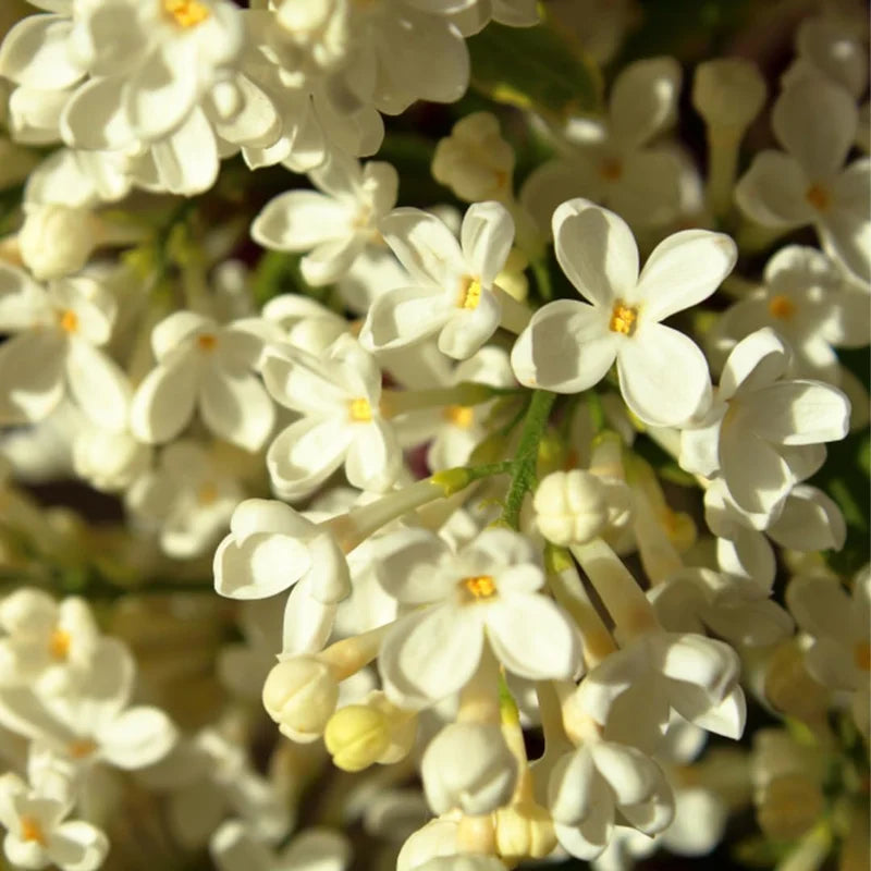 Yellow Lilac Plant, 2.5 Inch Pot - Fragrant Syringa