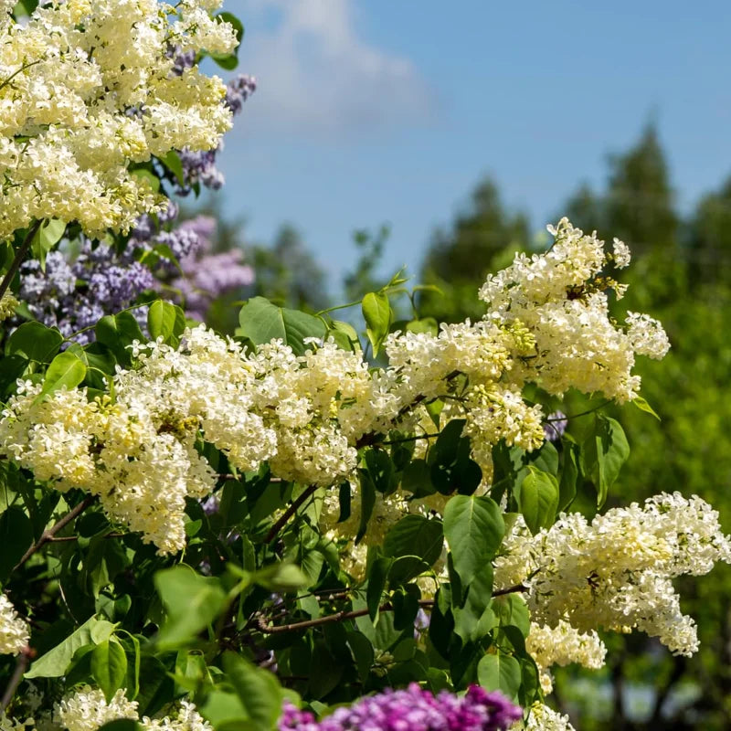 Yellow Lilac Plant, 2.5 Inch Pot - Fragrant Syringa