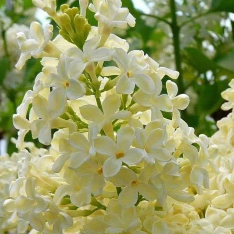 Yellow Lilac Plant, 4 Inch Pot - Syringa