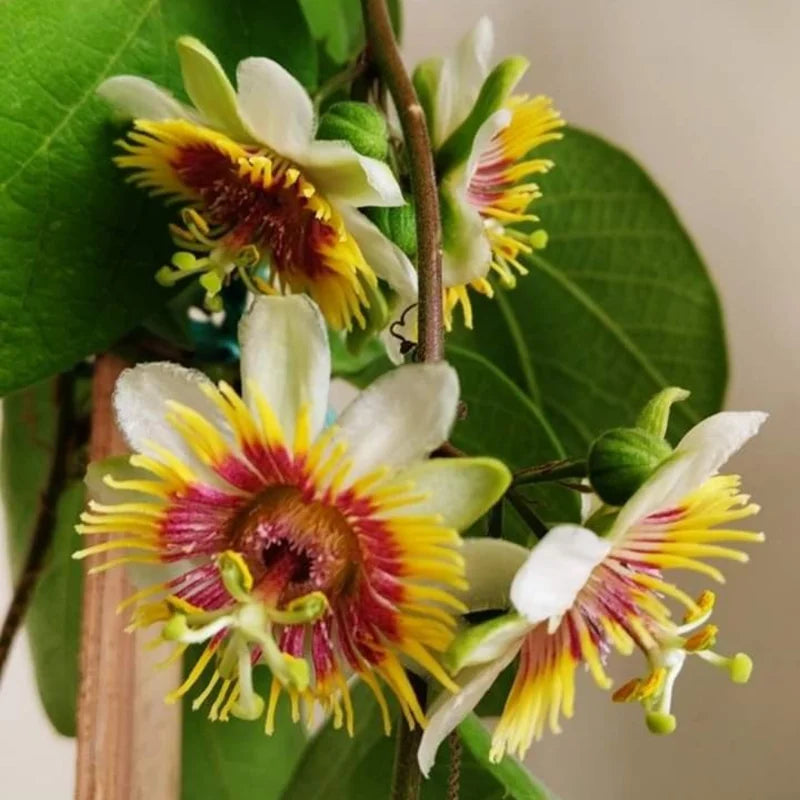 Yellow Passion Flower Vine Live Plant - 4-6 Inch Fragrant Passiflora